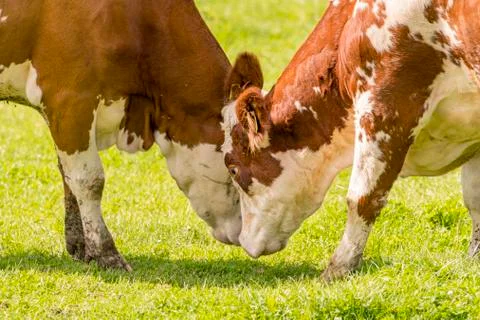 Two cows headbanging on the meadow Foto stock