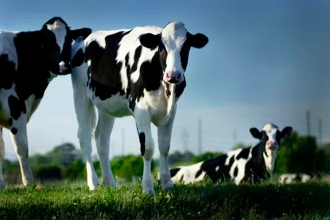 Two cows on a hill Foto stock