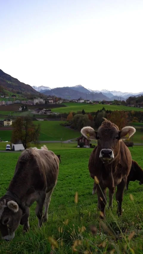 Two Cows Interacting Gently in Swiss Mountain Countryside Stockbeeldmateriaal 322909375