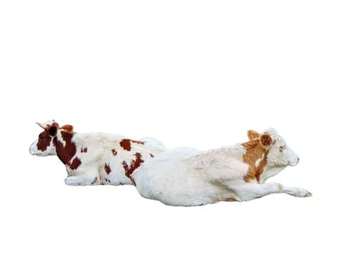 Two cows isolated on white background Foto stock