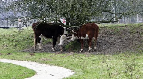 Two cows with itching backs Stock Photos