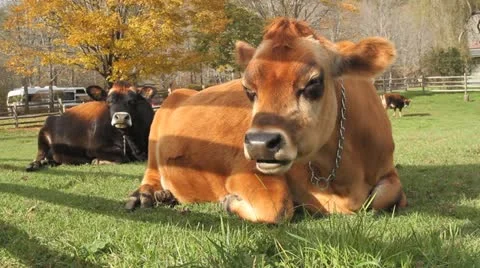 Two Cows Laying in a Field Видео 12538913
