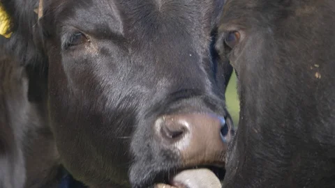 Two Cows Lick Each Other in Sweet Tender Scene - Big Dexter Tounge Vídeo Stock 119697280