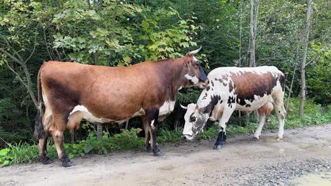 Two cows lick each other on a mountain road. Cute red cow kissing and licking Video stock 285344917