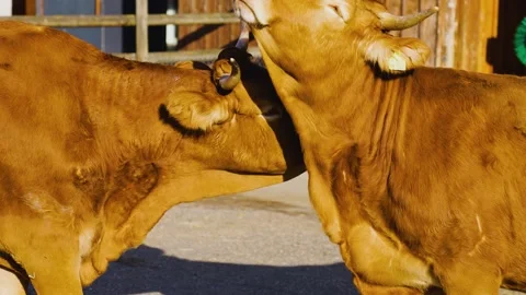 Two cows licking Stock Footage 236702592