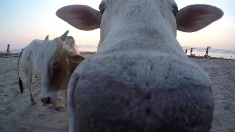Two cows look into the camera, close-up. Vídeos de archivo 163327120