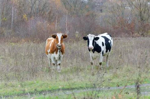 Two cows look into the lens Stock Photos