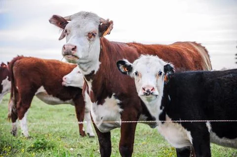 Two cows look straight ahead, behind a grazing line Foto stock