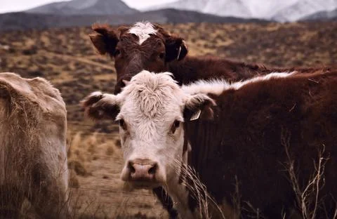 Two cows looking at the camera in a cold, cloudy day in Tupungato, Mendoza, A Stock Photos
