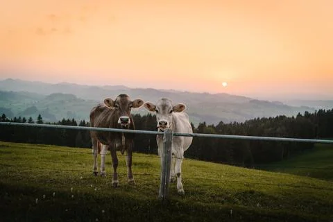 Two cows looking at camera - different colored animals with sunset Stock Photos