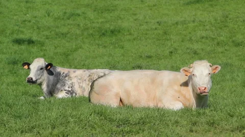 Two cows lying and ruminating Stock Footage 50078367