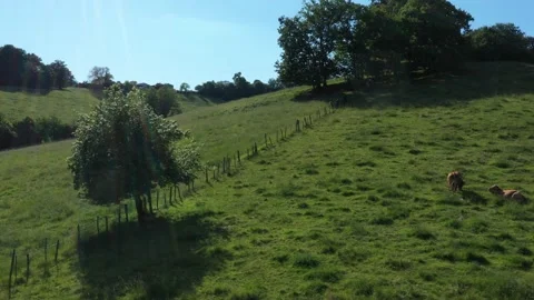 Two cows lying in a field Video stock 144656567