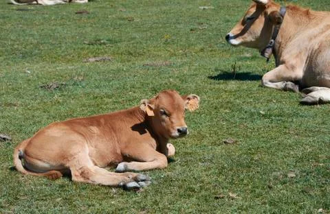 Two cows lying on the grass sunbathing Stock Photos