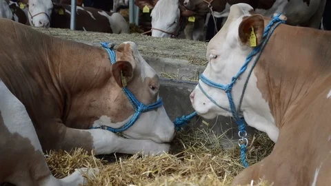Two cows lying in the hay Stock Footage 90812940