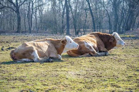 Two cows lying Stock-Fotos