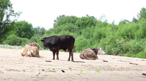 Two cows lying on the sand of the beach, the bull watching over Видео 52485741