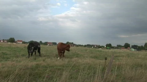 Two cows in meadow Stock Footage 836201