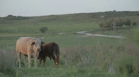 Two cows in the meadow Stock Footage 43861079
