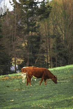 Two cows in a meadow at sunset Stock Photos