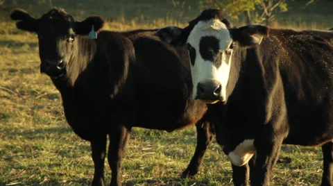 Two cows mooing to one another communication Stock Footage 50085808