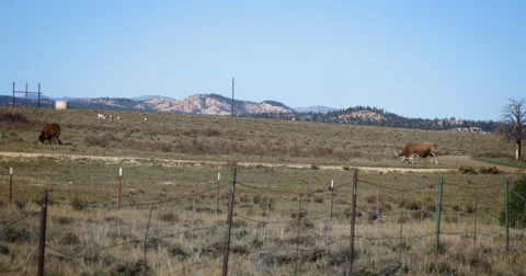 Two Cows In Pasture Handheld 库存影片 56019811