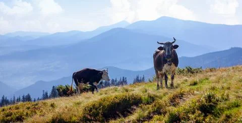 Two cows on pasture. Stock Photos