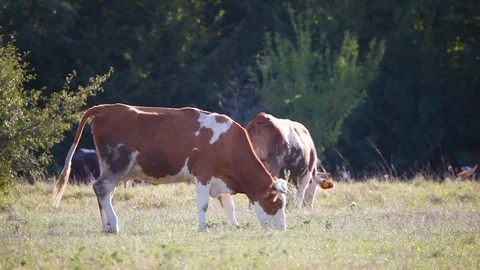 Two cows peacefully grazing Video stock 79500067
