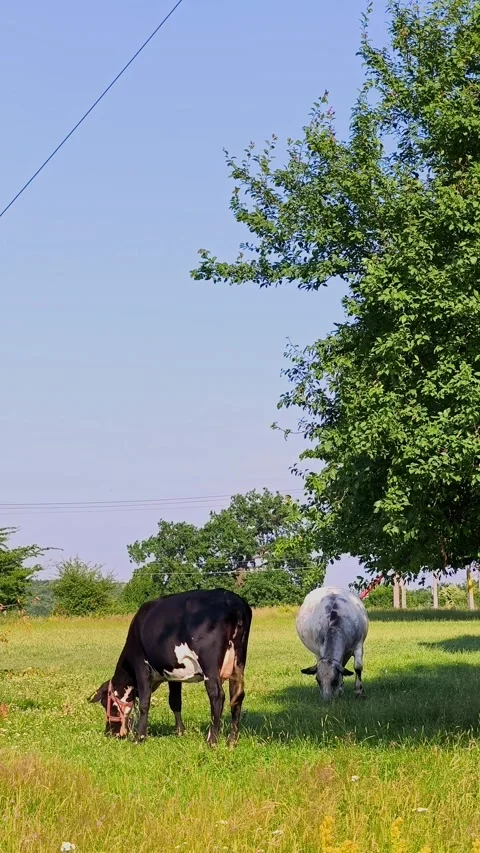 Two cows peacefully grazing in a vibrant green pasture field Stock Footage 338407729