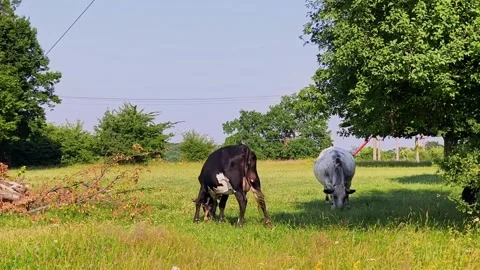 Two cows peacefully grazing in a vibrant green pasture field Stock Footage 338407737