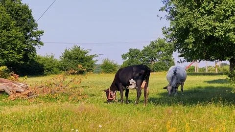 Two cows peacefully grazing in a vibrant green pasture field Foto stock