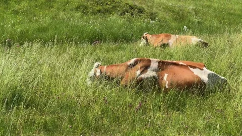 Two Cows Peacefully Resting in a Lush Green Field in Koenigsleiten, Austria.. Stock Footage 336193310