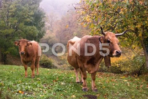 Two cows Stock Photos