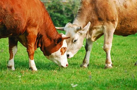 Two cows Stock Photos