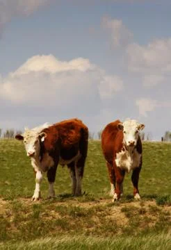 Two cows Stock Photos