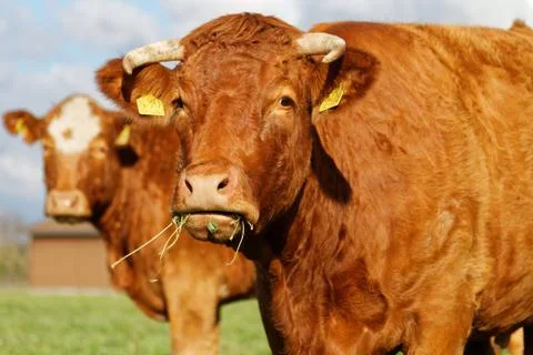 Two cows Stock Photos