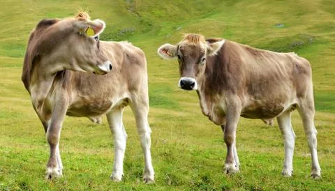 Two cows. Stock Photos