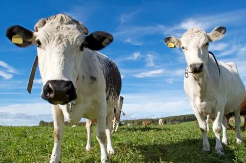 Two cows Stock Photos