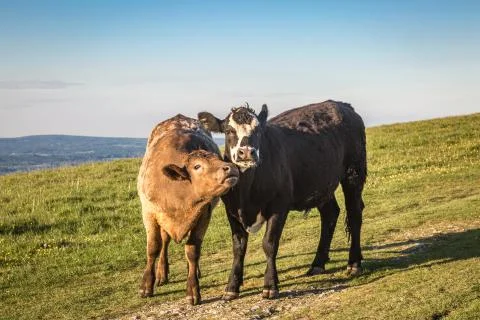 Two Cows Stock Photos