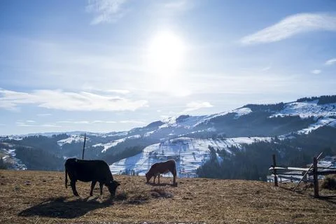 Two cows Stock Photos
