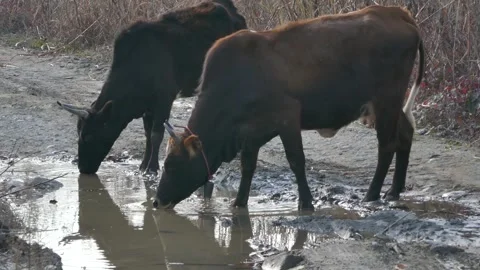 Two cows quench their thirst from a muddy puddle on a rural dirt path Stock-Footage 317966292