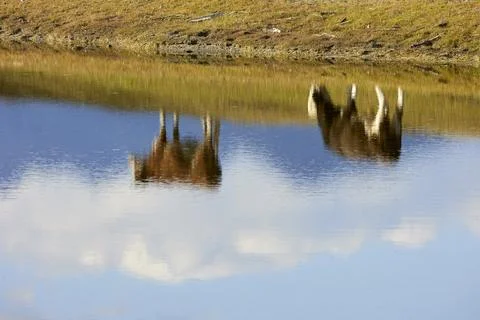 Two cows reflected in the water Stock Photos