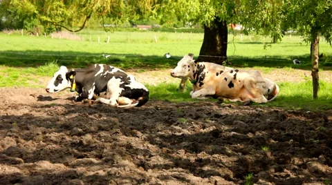 Two cows relax on a grassfield Видео 52045897