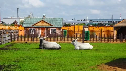 Two cows resting in a green field near a barn in an open area during daytime Stock Footage 337814185