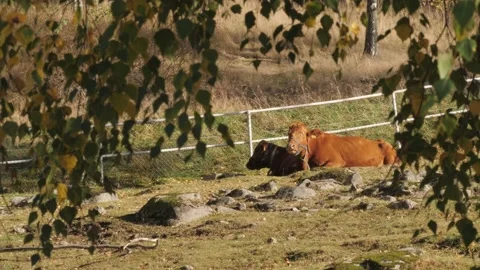 Two Cows Resting in Pasture, Seen between Tree Leaves, Summer Farm scene Video stock 235049178