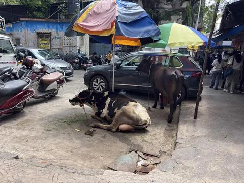 Two Cows Resting Under Large Colorful Umbrella on a Parking Area Mumbai Stree Fotos de archivo
