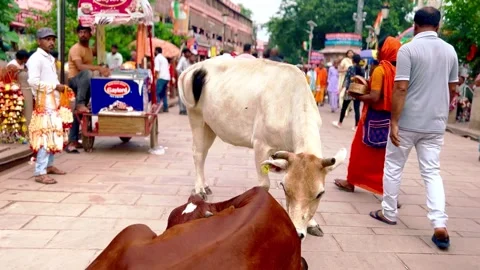 Two cows roaming freely on a busy street in Varanasi Stock Footage 285421375