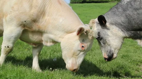 Two cows scratching each other Stock Footage 50084513
