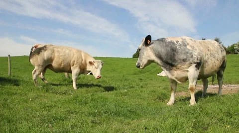 Two cows scratching each other Stock Footage 50085659