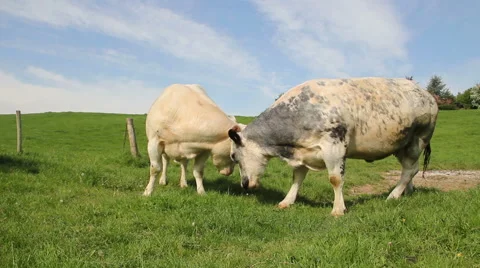 Two cows scratching each other Stock Footage 50085694