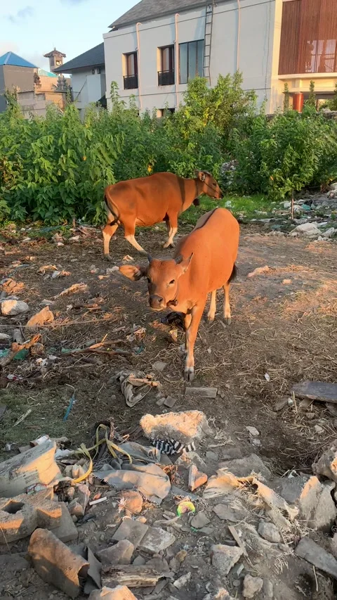 Two cows on side of road in Bali Stock Footage 165064772